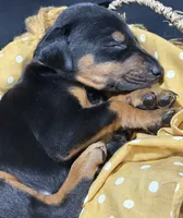AKC Poe (yellow collar), a male Doberman Pinscher for sale in Redfield, AR – 4 of 8