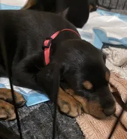   AKC Rose (pink collar), a female Doberman Pinscher for sale in Redfield, AR – 6 of 10
