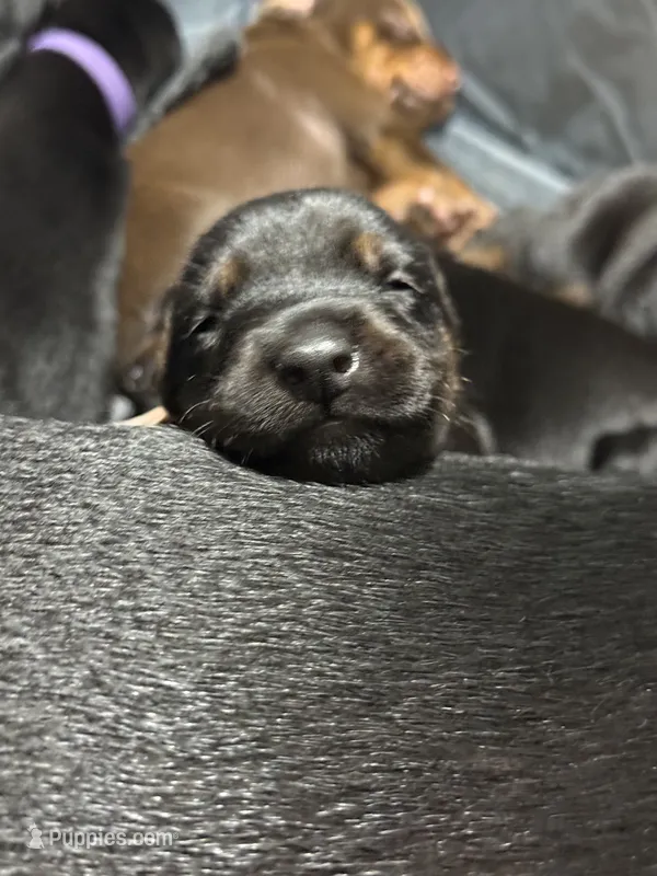 Cara (white collar) AKC – Doberman Pinscher puppy for sale in Redfield, AR
