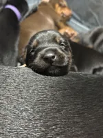 Cara (white collar) AKC, a female Doberman Pinscher for sale in Redfield, AR – 20 of 21