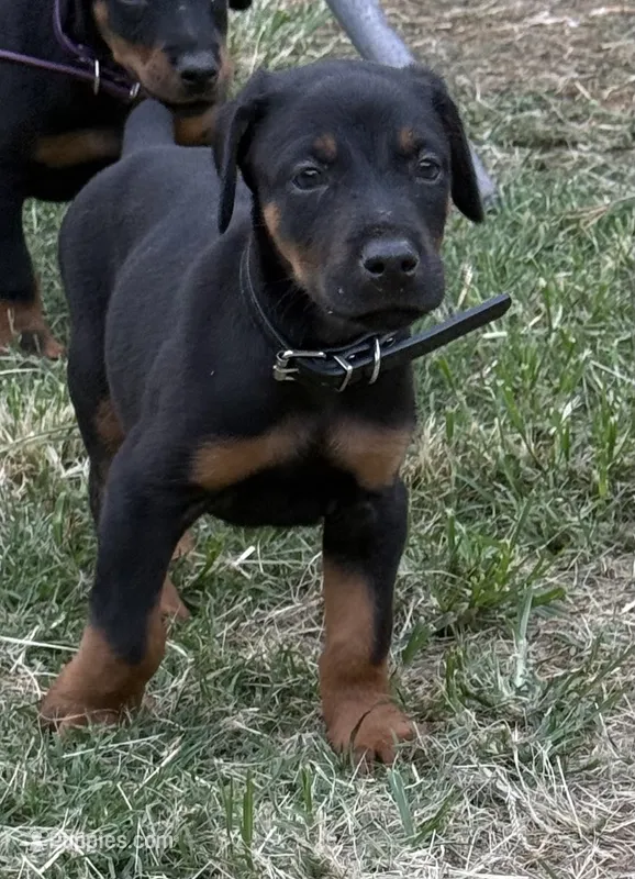 AKC Maul (Black collar) – Doberman Pinscher puppy for sale in Redfield, AR