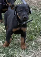 AKC Maul (Black collar), a male Doberman Pinscher for sale in Redfield, AR – 1 of 10