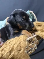 AKC Luke (baby blue collar) , a male Doberman Pinscher for sale in Redfield, AR – 5 of 10