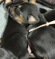 Rose (white collar) AKC, a female Doberman Pinscher for sale in Redfield, AR – 18 of 18