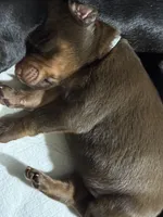 Padme (green collar) AKC, a female Doberman Pinscher for sale in Redfield, AR – 7 of 9