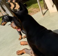   AKC Rose (pink collar), a female Doberman Pinscher for sale in Redfield, AR – 10 of 10