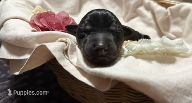 Jango (Dark blue collar) – Doberman Pinscher puppy for sale in Redfield, AR