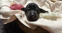 Jango (Dark blue collar), a male Doberman Pinscher for sale in Redfield, AR – 1 of 1