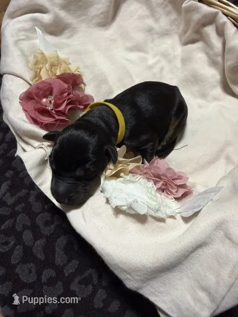 Poe (Yellow collar) – Doberman Pinscher puppy for sale in Redfield, AR