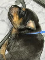 Jango (blue collar) AKC, a male Doberman Pinscher for sale in Redfield, AR – 8 of 12