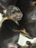 Han (brown collar) AKC, a male Doberman Pinscher for sale in Redfield, AR – 8 of 15