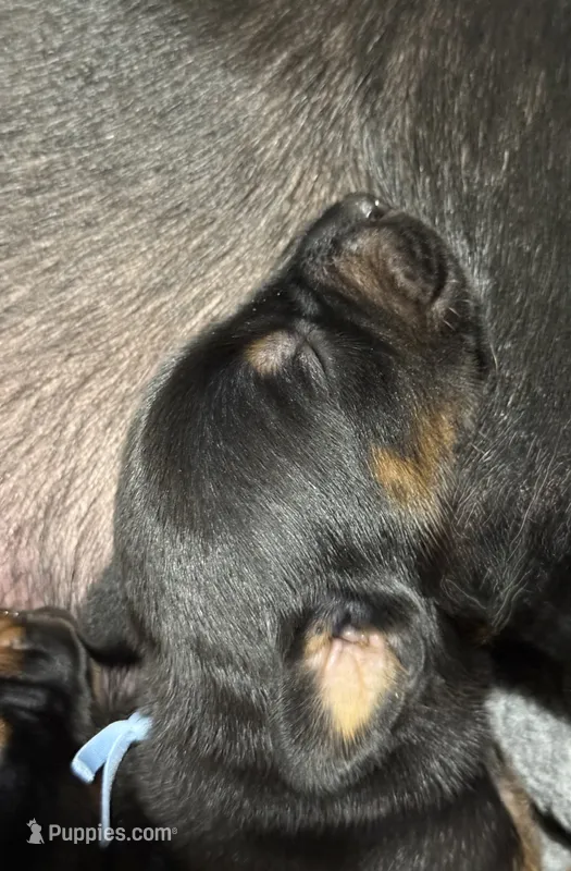 Luke (baby blue collar) AKC – Doberman Pinscher puppy for sale in Redfield, AR