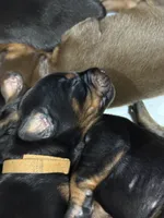 Han (brown collar) AKC, a male Doberman Pinscher for sale in Redfield, AR – 9 of 15