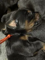 Finn (orange collar) AKC, a male Doberman Pinscher for sale in Redfield, AR – 6 of 6