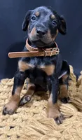 AKC Han (brown collar) , a male Doberman Pinscher for sale in Redfield, AR – 7 of 8