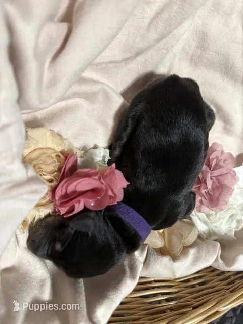 Leia (purple collar) – Doberman Pinscher puppy for sale in Redfield, AR