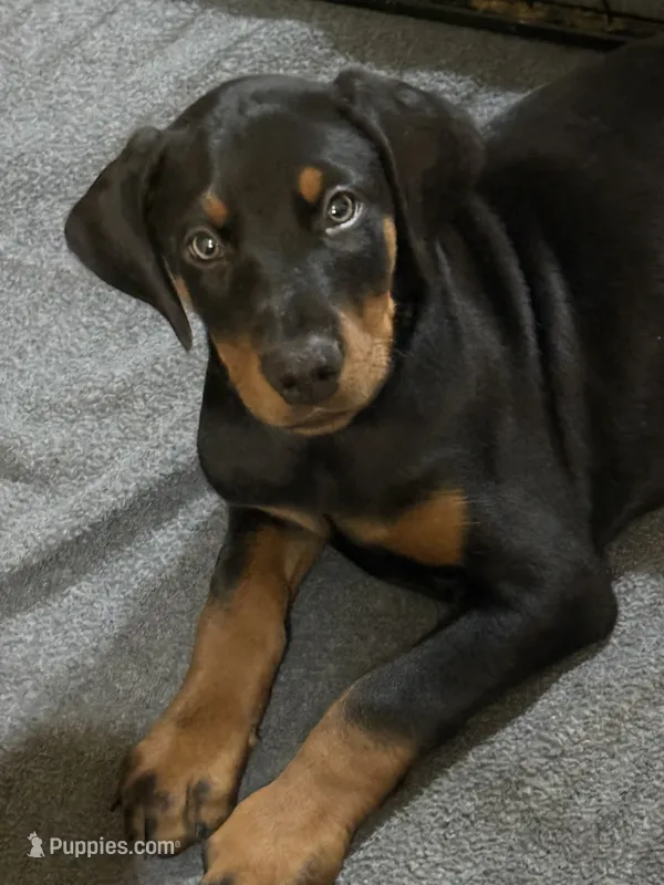 AKC Luke (baby blue collar)  – Doberman Pinscher puppy for sale in Redfield, AR