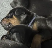 Maul (navy blue collar) AKC, a male Doberman Pinscher for sale in Redfield, AR – 8 of 11