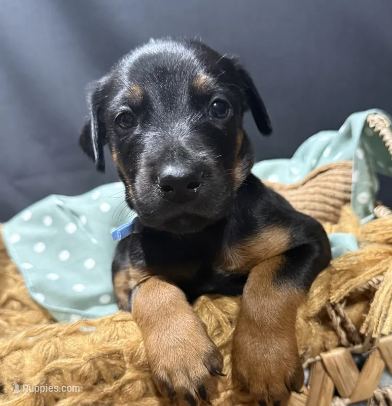 AKC Luke (baby blue collar)  – Doberman Pinscher puppy for sale in Redfield, AR
