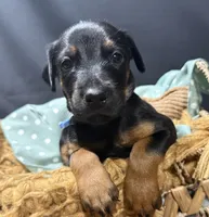 AKC Luke (baby blue collar) , a male Doberman Pinscher for sale in Redfield, AR – 1 of 10