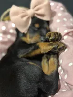   AKC Rose (pink collar), a female Doberman Pinscher for sale in Redfield, AR – 9 of 10