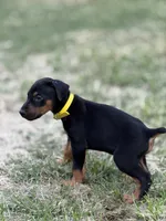 AKC Poe (yellow collar), a male Doberman Pinscher for sale in Redfield, AR – 8 of 8