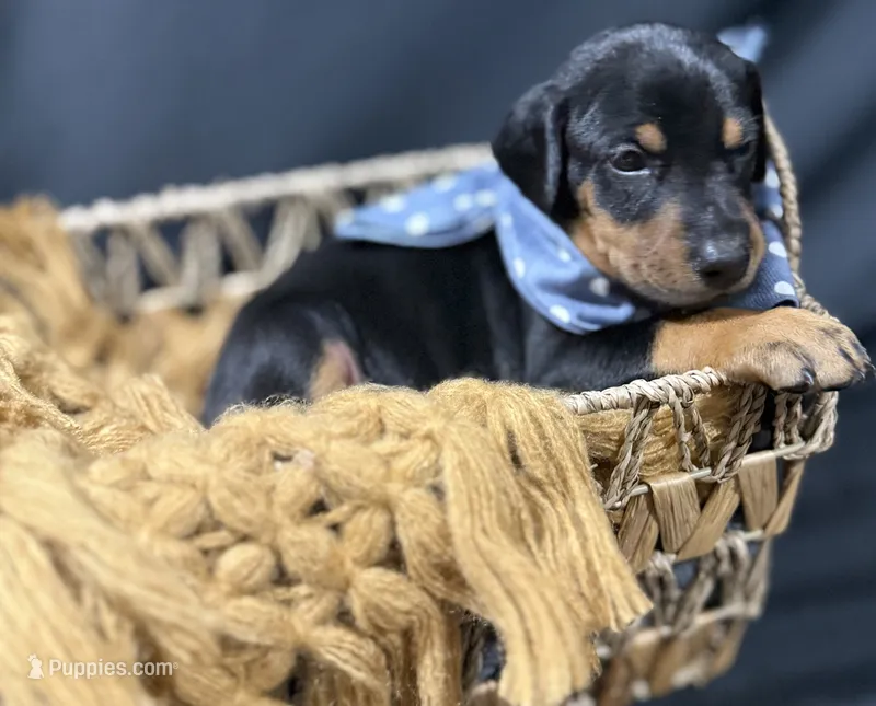 AKC Jango (blue collar) – Doberman Pinscher puppy for sale in Redfield, AR