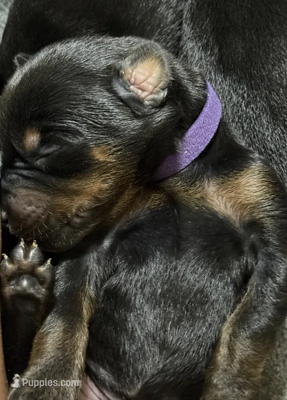 Leia (purple  collar) AKC – Doberman Pinscher puppy for sale in Redfield, AR