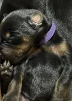 Leia (purple  collar) AKC, a female Doberman Pinscher for sale in Redfield, AR – 1 of 9