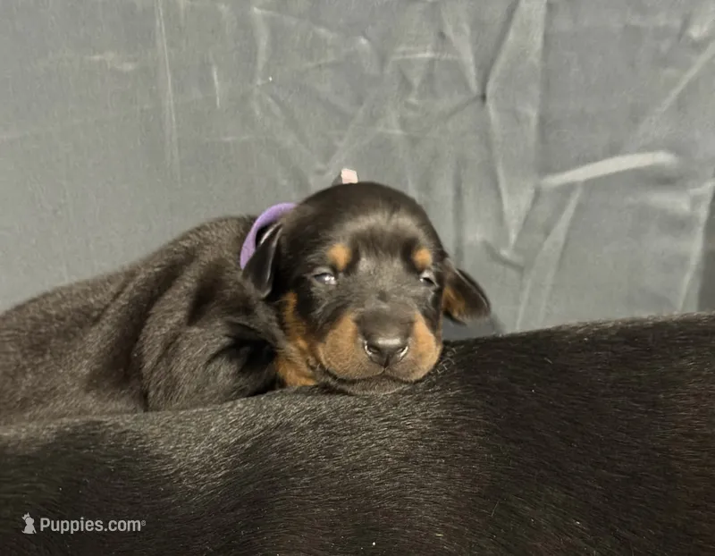 Leia (purple  collar) AKC – Doberman Pinscher puppy for sale in Redfield, AR