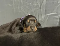 Soka (purple  collar) AKC, a female Doberman Pinscher for sale in Redfield, AR – 14 of 14