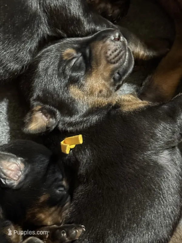 Poe (yellow collar) AKC – Doberman Pinscher puppy for sale in Redfield, AR