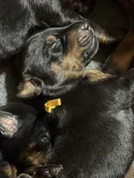 Poe (yellow collar) AKC, a male Doberman Pinscher for sale in Redfield, AR – 1 of 11