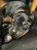 Han (brown collar) AKC, a male Doberman Pinscher for sale in Redfield, AR – 5 of 15