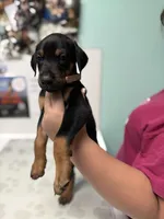 AKC Han (brown collar) , a male Doberman Pinscher for sale in Redfield, AR – 4 of 8