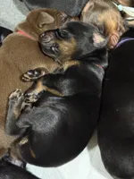 Finn (orange collar) AKC, a male Doberman Pinscher for sale in Redfield, AR – 4 of 6