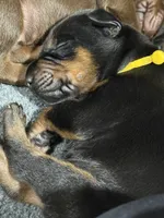 Poe (yellow collar) AKC, a male Doberman Pinscher for sale in Redfield, AR – 4 of 11