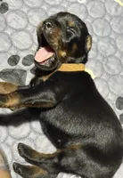 Han (brown collar) AKC, a male Doberman Pinscher for sale in Redfield, AR – 15 of 15