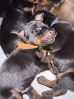Han (brown collar) AKC, a male Doberman Pinscher for sale in Redfield, AR – 12 of 15