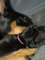 Rose (pink collar) AKC, a female Doberman Pinscher for sale in Redfield, AR – 4 of 14