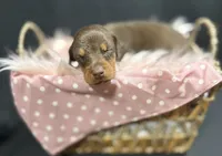 AKC Padme (green collar) , a female Doberman Pinscher for sale in Redfield, AR – 6 of 9