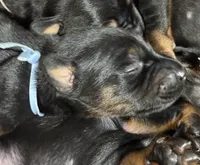 Luke (baby blue collar) AKC, a male Doberman Pinscher for sale in Redfield, AR – 11 of 12