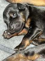Rose (white collar) AKC, a female Doberman Pinscher for sale in Redfield, AR – 3 of 18