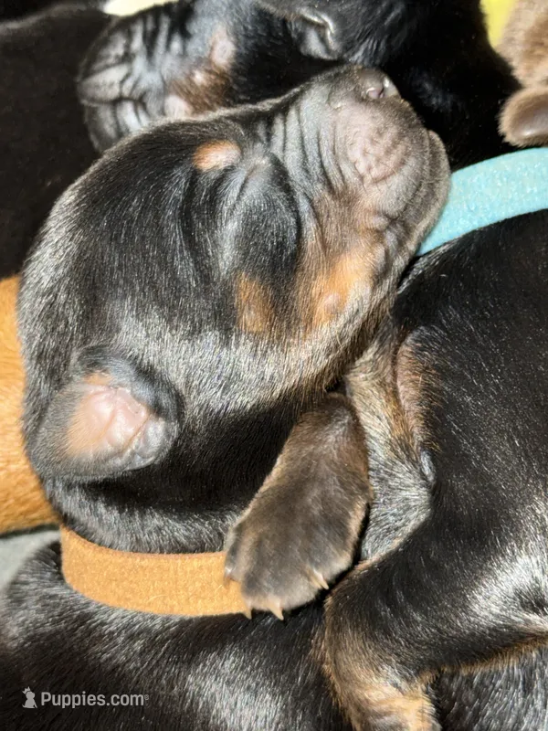 Han (Brown collar) – Doberman Pinscher puppy for sale in Redfield, AR