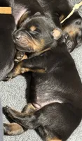 Han (brown collar) AKC, a male Doberman Pinscher for sale in Redfield, AR – 6 of 15