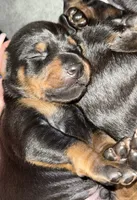 Jango (blue collar) AKC, a male Doberman Pinscher for sale in Redfield, AR – 9 of 12