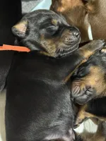 Finn (orange collar) AKC, a male Doberman Pinscher for sale in Redfield, AR – 5 of 6