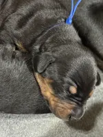 Jango (blue collar) AKC, a male Doberman Pinscher for sale in Redfield, AR – 12 of 12