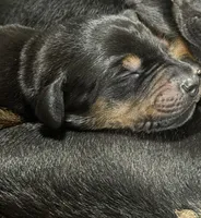 Maul (navy blue collar) AKC, a male Doberman Pinscher for sale in Redfield, AR – 5 of 11