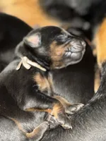Rose (white collar) AKC, a female Doberman Pinscher for sale in Redfield, AR – 5 of 18